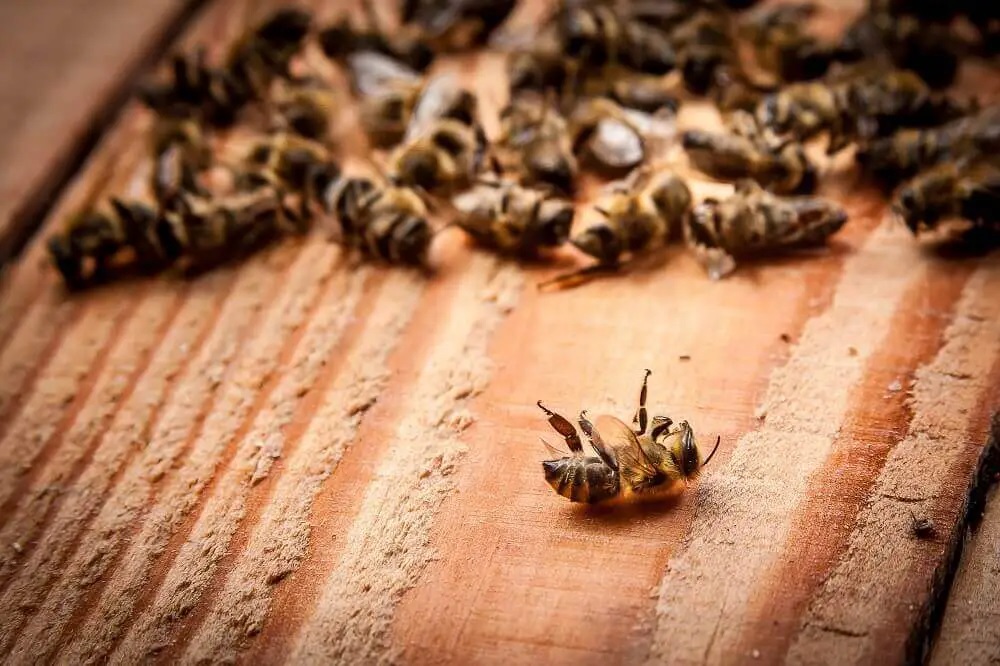 Dead Bees on Wooden Board