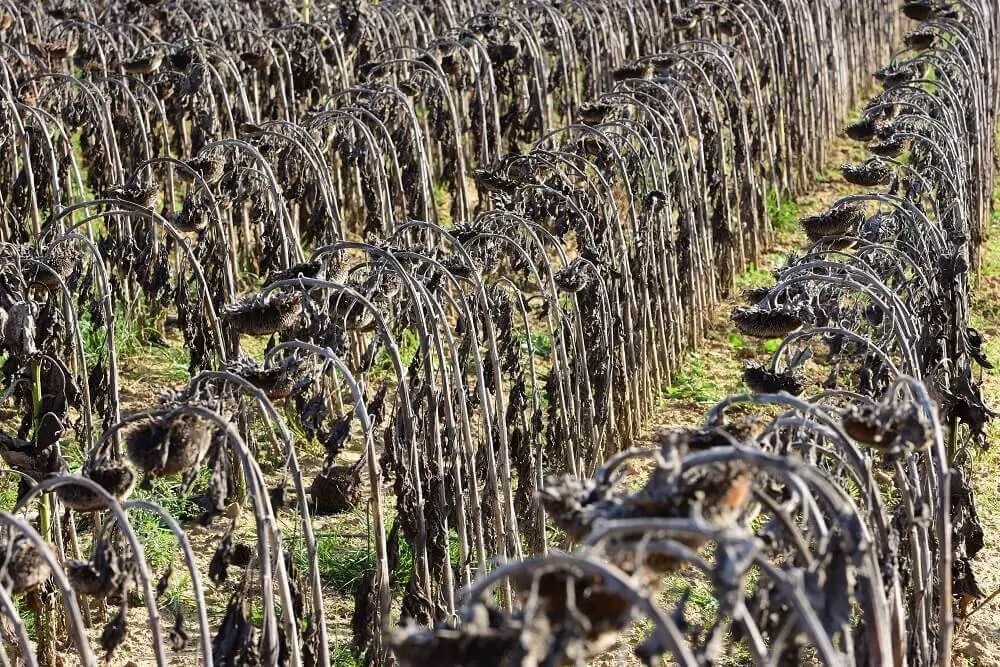 Dead Sunflower Field Due To High Heat