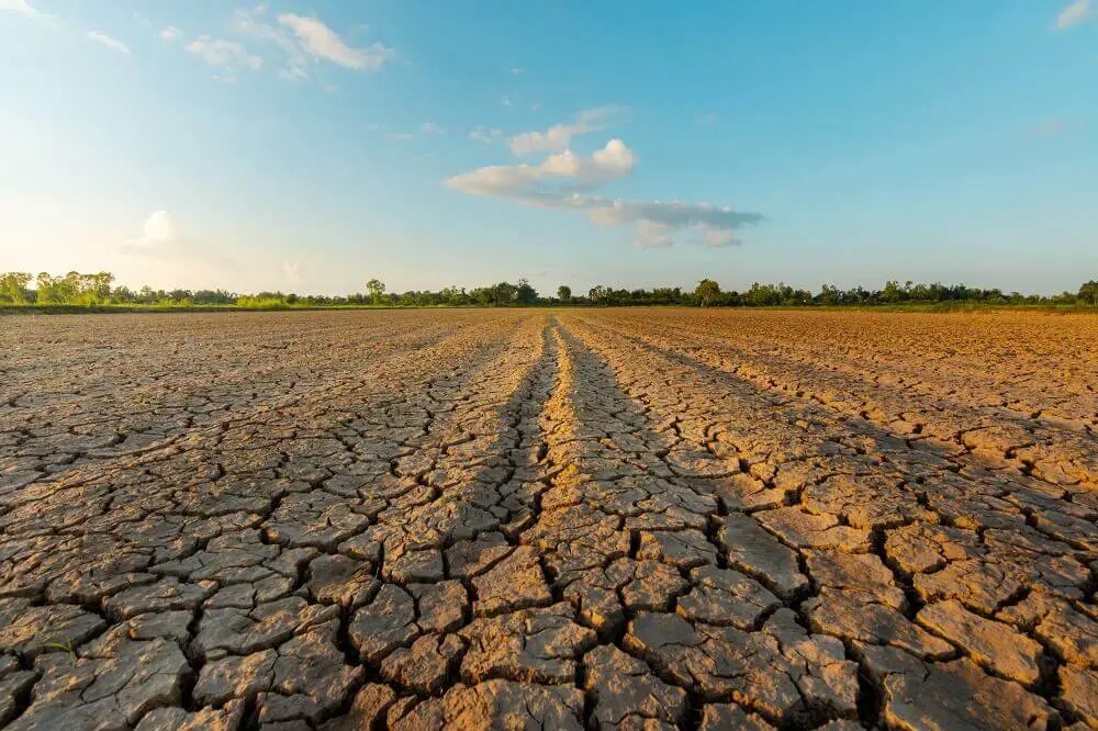 Farm Dried Up Because Of Drought